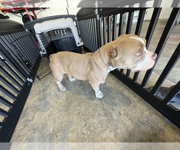 Medium Photo #1 American Bully Puppy For Sale in MODESTO, CA, USA