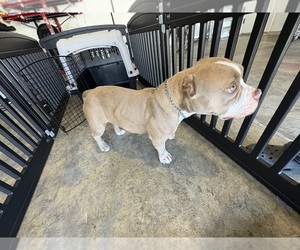 Mother of the American Bully puppies born on 04/18/2025
