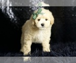 Small Photo #25 Maltipoo (Miniature) Puppy For Sale in WARSAW, IN, USA