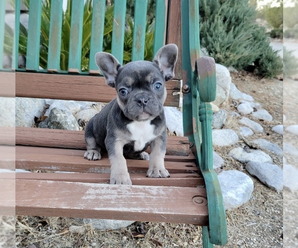 Medium Photo #2 French Bulldog Puppy For Sale in SANTA CLARITA, CA, USA