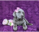 Small #7 Labrador Retriever