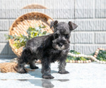 Small #3 Schnauzer (Miniature)