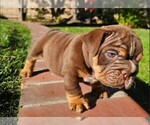 Puppy Jett Bulldog