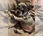 Small #7 French Bulldog