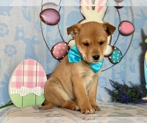 Pom-A-Pug Puppy for sale in LANCASTER, PA, USA