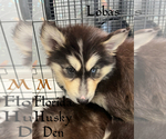 Image preview for Ad Listing. Nickname: Lobas brow male