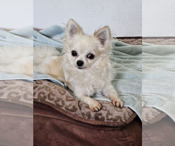 Medium Photo #1 Chihuahua Puppy For Sale in Agoura Hills, CA, USA