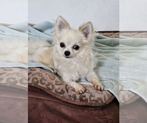 Chihuahua Dogs for adoption in Agoura Hills, CA, USA
