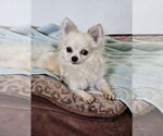 Small Chihuahua