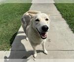 Small #1 Siberian Husky Mix
