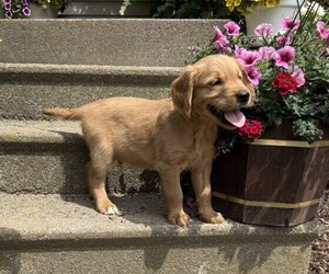 Golden Retriever Puppy for sale in THORP, WI, USA