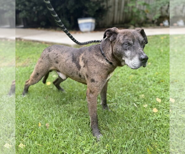 Medium Photo #6 Catahoula Leopard Dog Puppy For Sale in Yardley, PA, USA