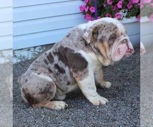 Father of the Beabull puppies born on 05/13/2025