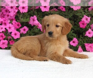 Golden Retriever Puppy for sale in FREDERICKSBURG, OH, USA