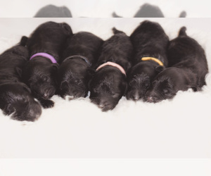 Goldendoodle Puppy for sale in CO SPGS, CO, USA