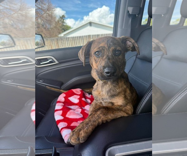 Medium Photo #5 American Pit Bull Terrier-Unknown Mix Puppy For Sale in MIDWAY, UT, USA