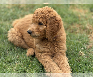 Goldendoodle Puppy for sale in CAMARILLO, CA, USA