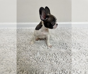 French Bulldog Puppy for sale in CHARLESTON, SC, USA