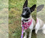 Small #8 German Shepherd Dog