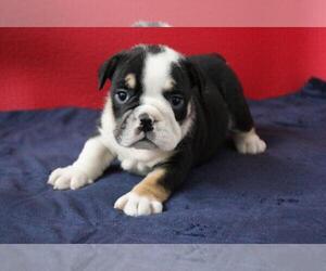 Bulldog Puppy for sale in NAPLES, FL, USA
