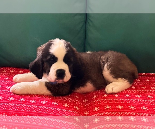 Medium Photo #1 Saint Bernard Puppy For Sale in COLORADO SPRINGS, CO, USA