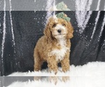 Small Photo #4 Poodle (Miniature) Puppy For Sale in WARSAW, IN, USA