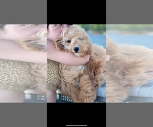 Mother of the Goldendoodle mix (+ Poodle Miniature) puppies born on 06/04/2026