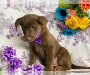 Sheprador Puppy for sale in LANCASTER, PA, USA