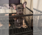 Small #3 French Bulldog