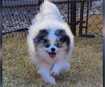 Small Photo #1 Pomeranian Puppy For Sale in SIOUX FALLS, SD, USA