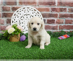 Small #3 English Cream Golden Retriever