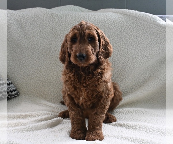 Medium Photo #1 Goldendoodle Puppy For Sale in SUGARCREEK, OH, USA