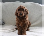 Small Goldendoodle