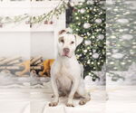 Small #12 American Staffordshire Terrier