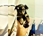Image preview for Ad Listing. Nickname: Rosie