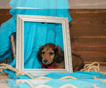 Small Photo #15 Dachshund Puppy For Sale in WAKARUSA, IN, USA