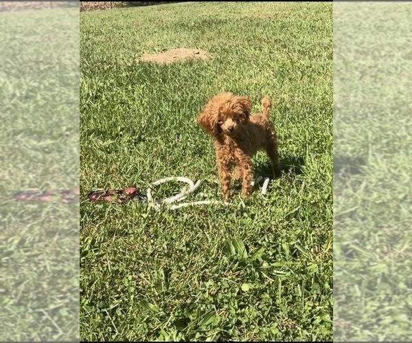Medium Photo #4 Poodle (Toy) Puppy For Sale in NILES, MI, USA