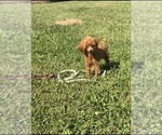 Tiny AKC Bitsy - Female Poodle (Toy) Puppy for Sale - Photo #4