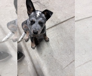 Australian Cattle Dog Puppy for sale in LOUISVILLE, KY, USA