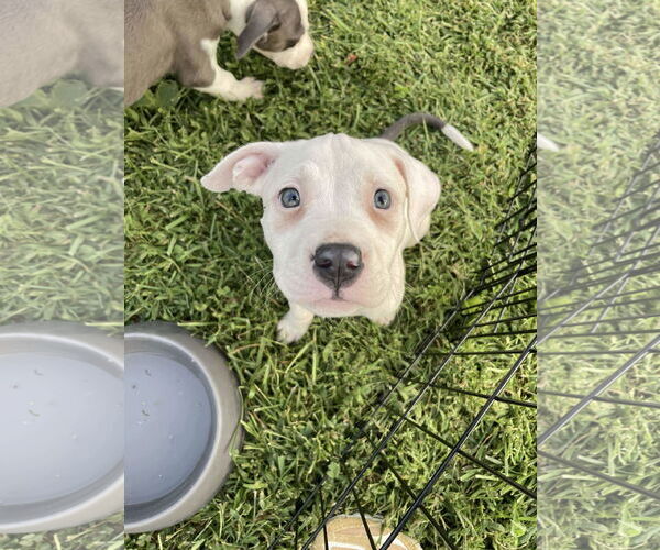 Medium Photo #3 American Pit Bull Terrier-Unknown Mix Puppy For Sale in Derwood, MD, USA