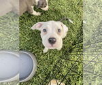 Small #2 American Pit Bull Terrier Mix