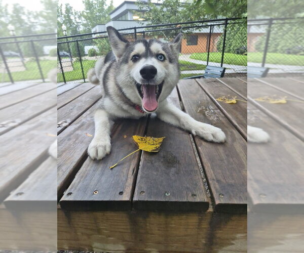 Medium Photo #2 Siberian Husky Puppy For Sale in Elmsford, NY, USA