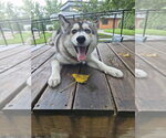 Small #1 Siberian Husky