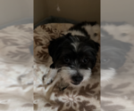 Small #1 Shih Tzu Mix