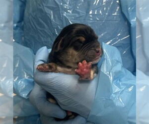 Rottweiler-Unknown Mix Dogs for adoption in San Bernardino, CA, USA