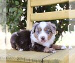 Small #2 Aussie-Poo