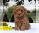 Small Photo #4 Poodle (Miniature) Puppy For Sale in GAP, PA, USA