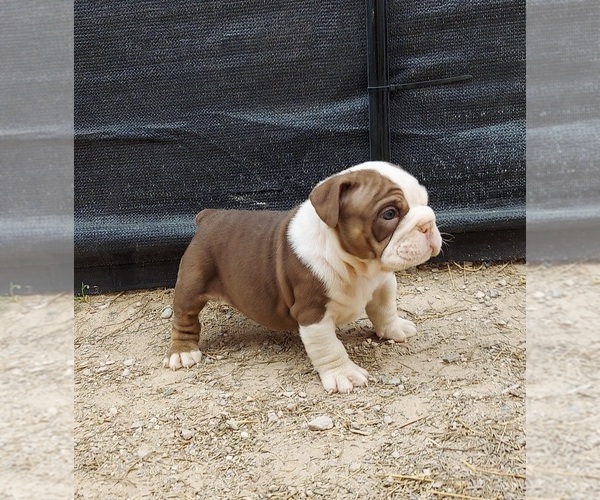 Medium Photo #8 Bulldog Puppy For Sale in LAS VEGAS, NV, USA