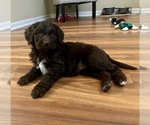 Small Photo #1 Bernedoodle Puppy For Sale in REYNOLDSBURG, OH, USA