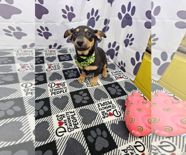 Medium Photo #2 Jack Chi Puppy For Sale in Metairie, LA, USA